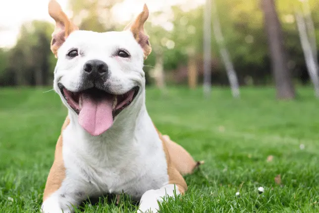 Happy dog